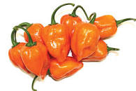 habernaroPepper